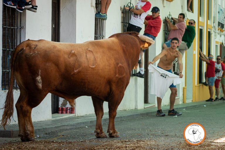 Toro-del-Alcornocal-2023-10
