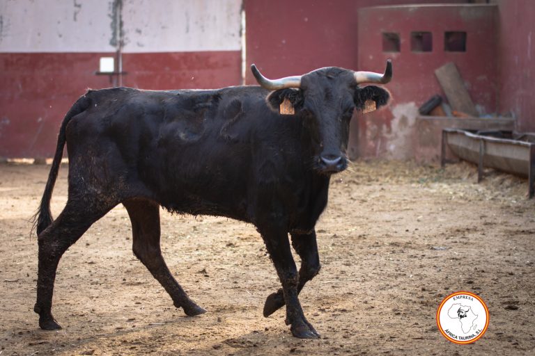 Vacas ganadería Gavira Cortes 2023-6