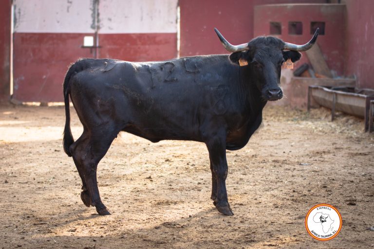 Vacas ganadería Gavira Cortes 2023-7