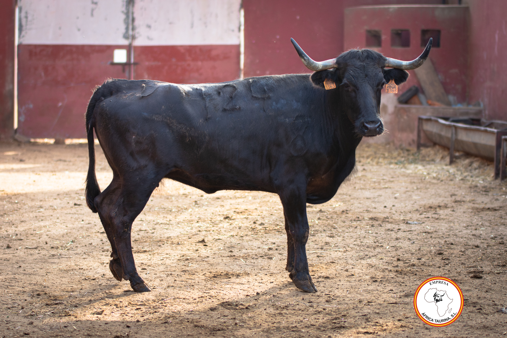 Vacas ganadería Gavira Cortes 2023-7