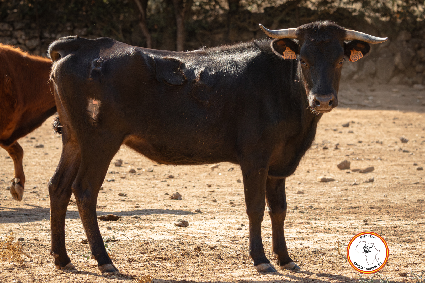 Vacas campo Benarrabá 2024-3
