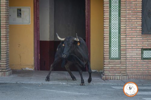Ambiente-suelta-de-vacas-domingo-2023-4