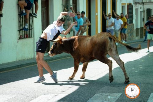 Suelta-de-vacas-feria-de-Cortes-viernes-13