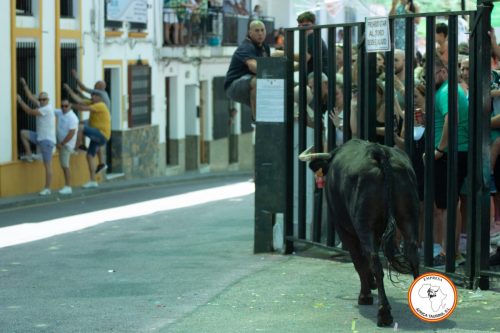 Suelta-de-vacas-feria-de-Cortes-viernes-14
