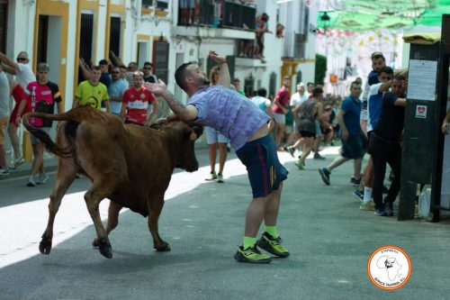Suelta-de-vacas-feria-de-Cortes-sabado-2