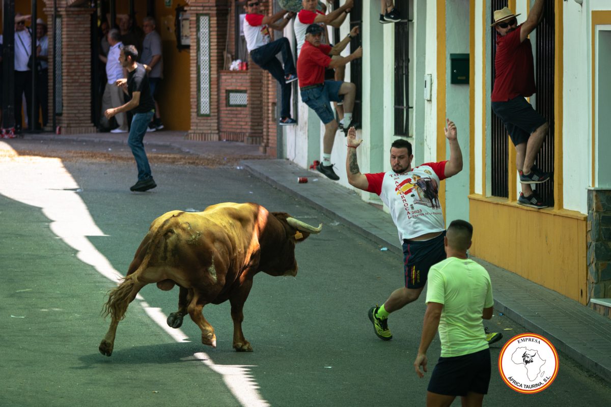 Toro-del-Alcornocal-2023-16