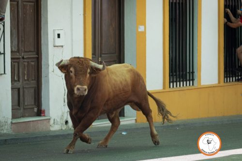 Toro-del-Alcornocal-2023-2
