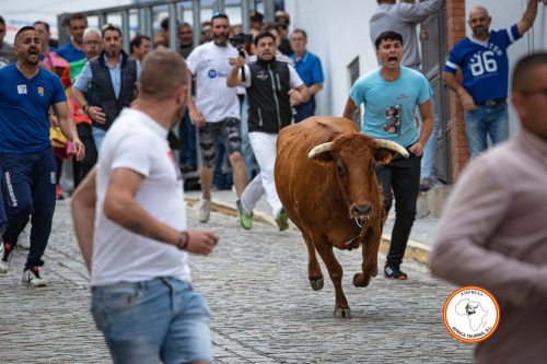 Alcala-vaca-2-3