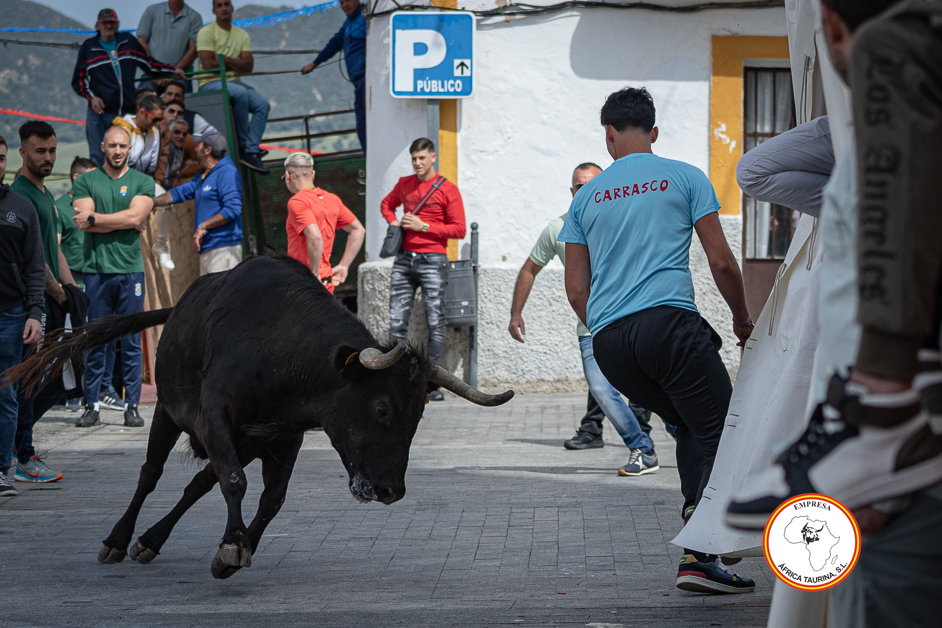 Alcala-vaca-1-8