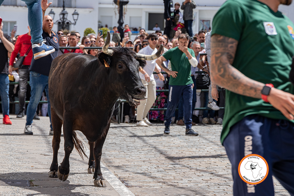 Alcala-vaca-2-2