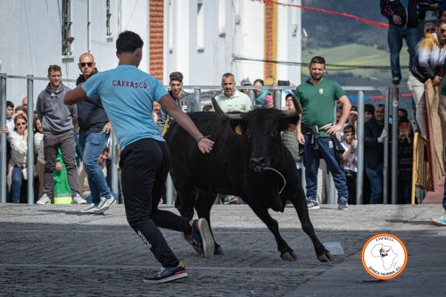 Alcala-vaca-1-1