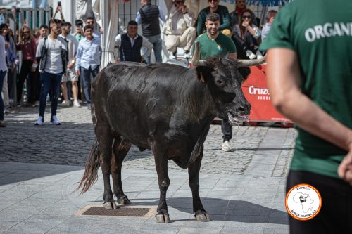 Alcala-vaca-1-2