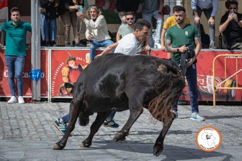 Alcala-vaca-1-7