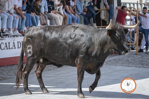 Alcala-vaca-1-9