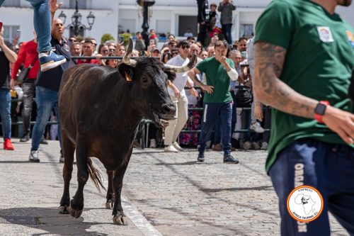 Alcala-vaca-2-2