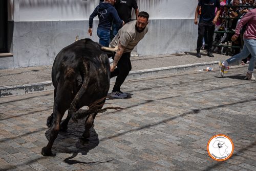 Alcala-vaca-3-1
