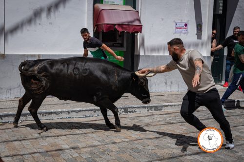 Alcala-vaca-3-3