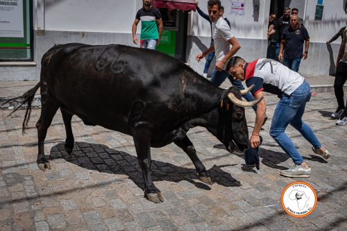 Alcala-vaca-3-4