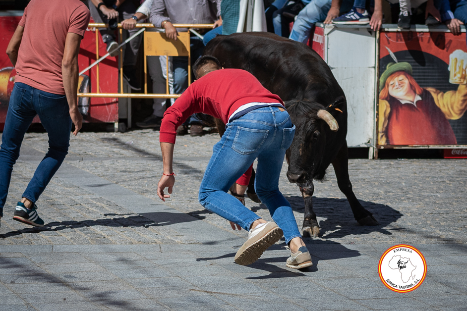 Alcala-martes-vaca-1-2