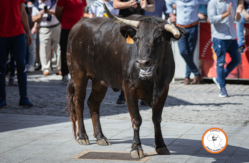 Alcala-martes-vaca-1-5