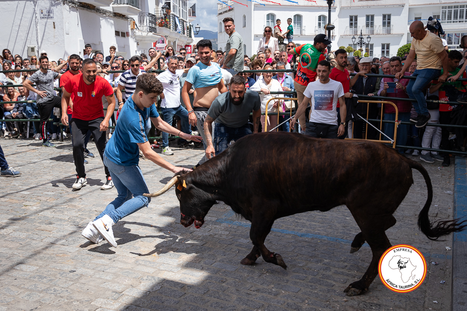 Alcala-martes-vaca-3-2