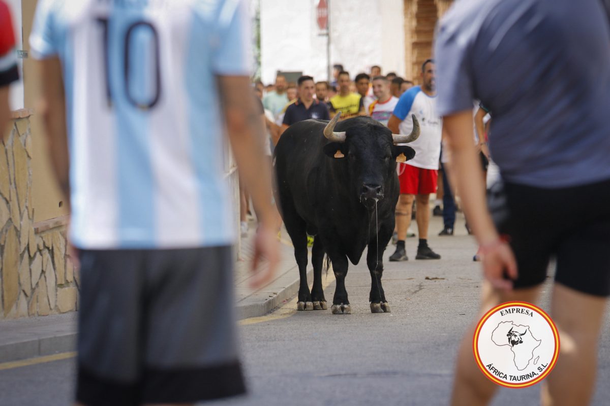 Toro-del-Gayumbo-202516