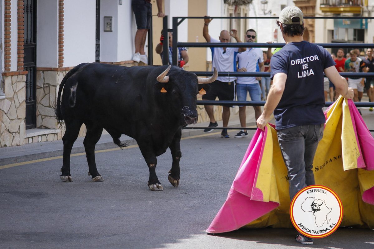 Toro-del-Gayumbo-202517