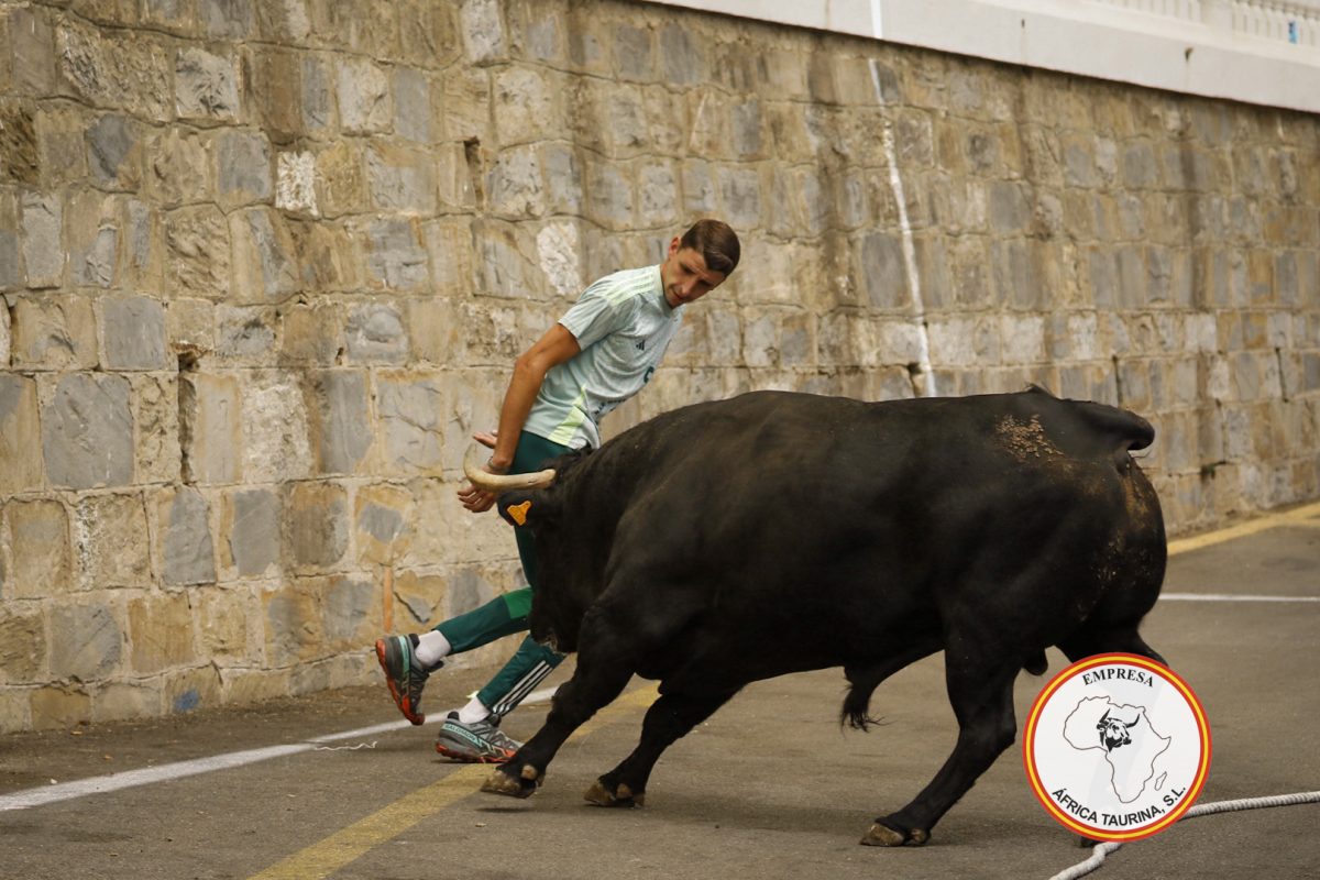 Toro-del-Gayumbo-202520