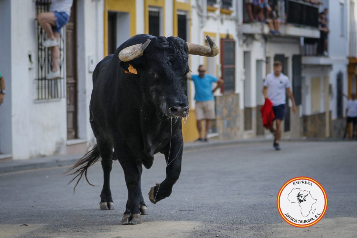 Toro-del-Gayumbo-202523