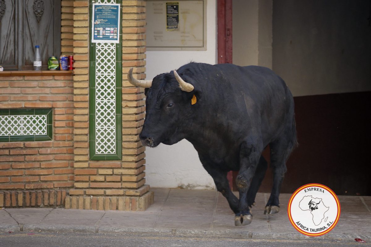 Toro-del-Gayumbo-20255