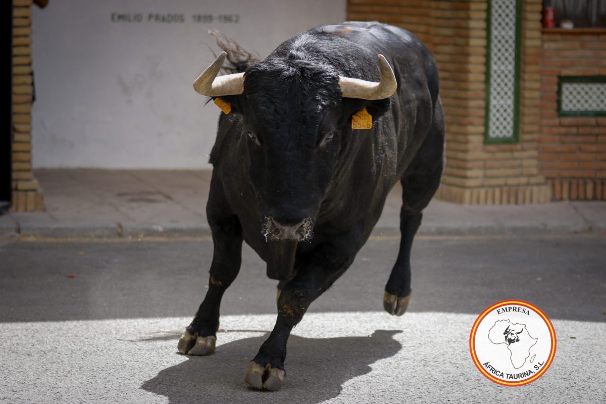 Toro-del-Gayumbo-20257