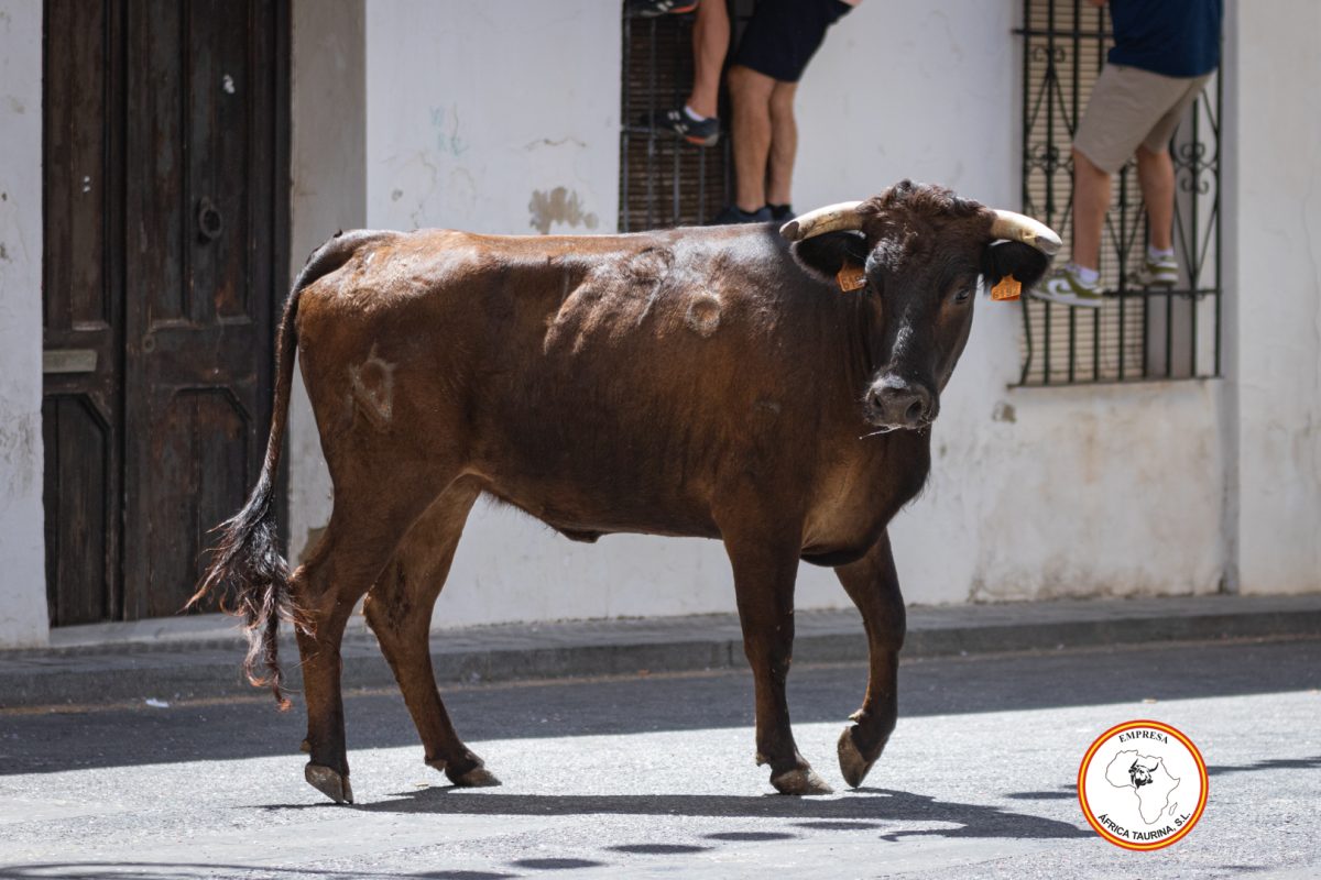 Feria-de-Cortes-viernes-22-de-Agosto-9