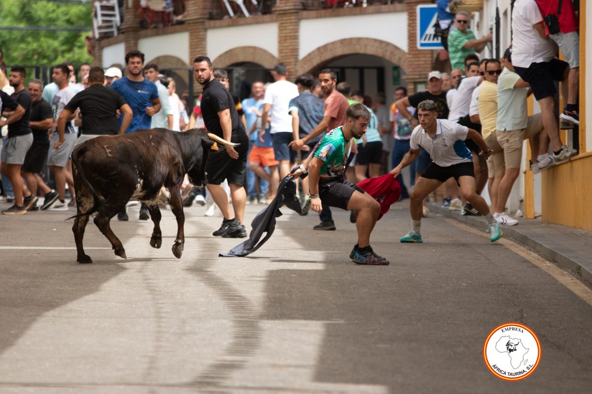 Suelta-de-vacas-Domingo-feria-de-Cortes-15