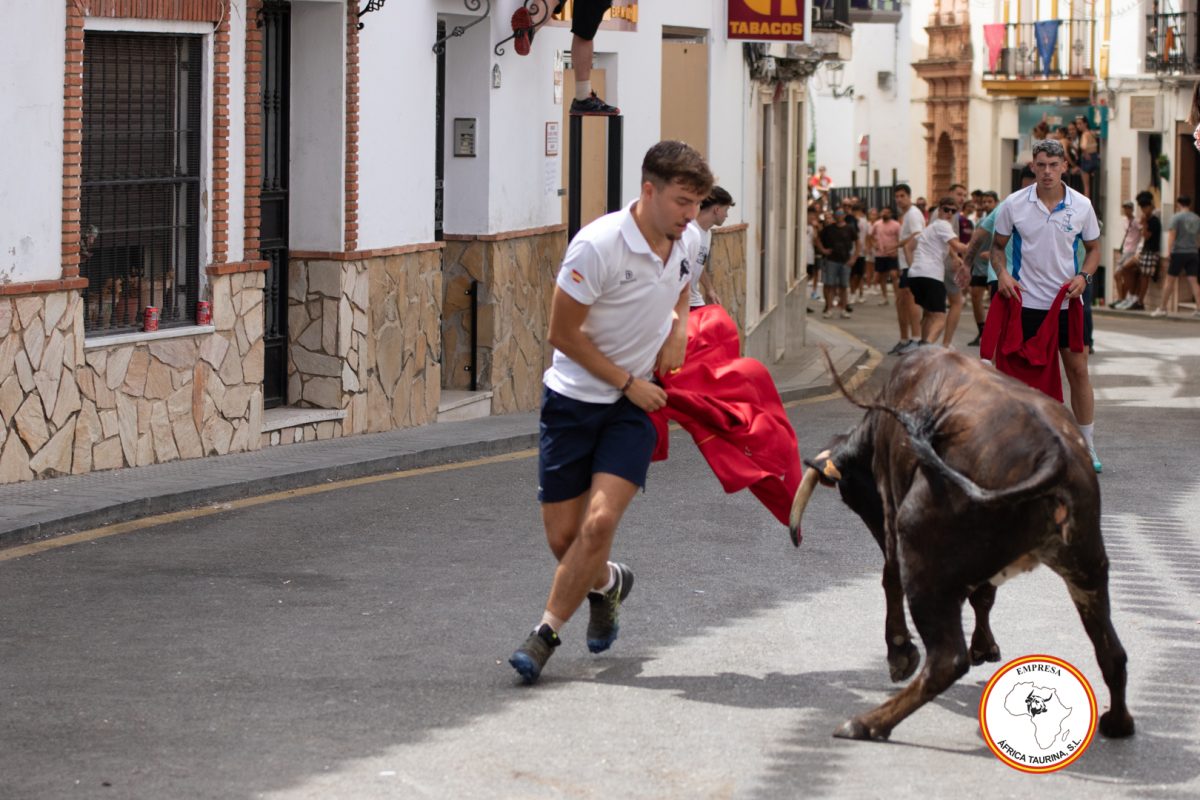 Suelta-de-vacas-Domingo-feria-de-Cortes-17