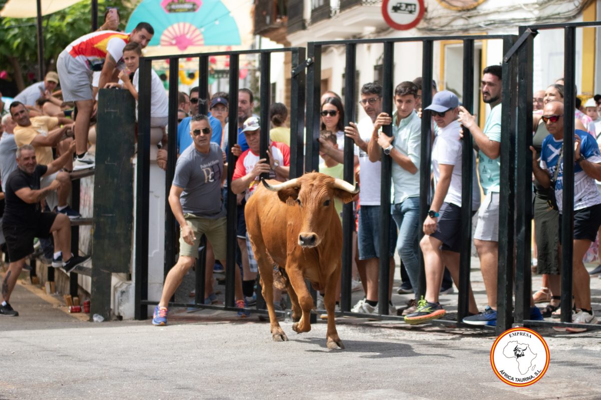 Suelta-de-vacas-Domingo-feria-de-Cortes-2