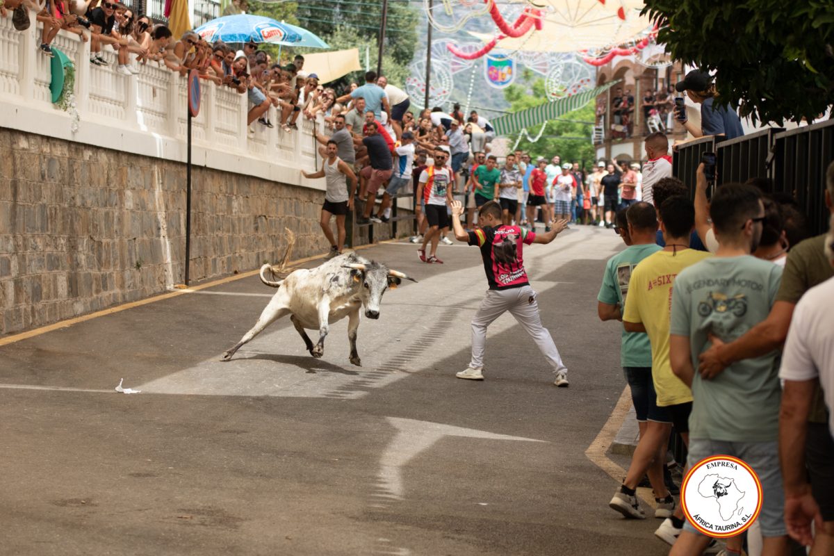 Suelta-de-vacas-Domingo-feria-de-Cortes-22