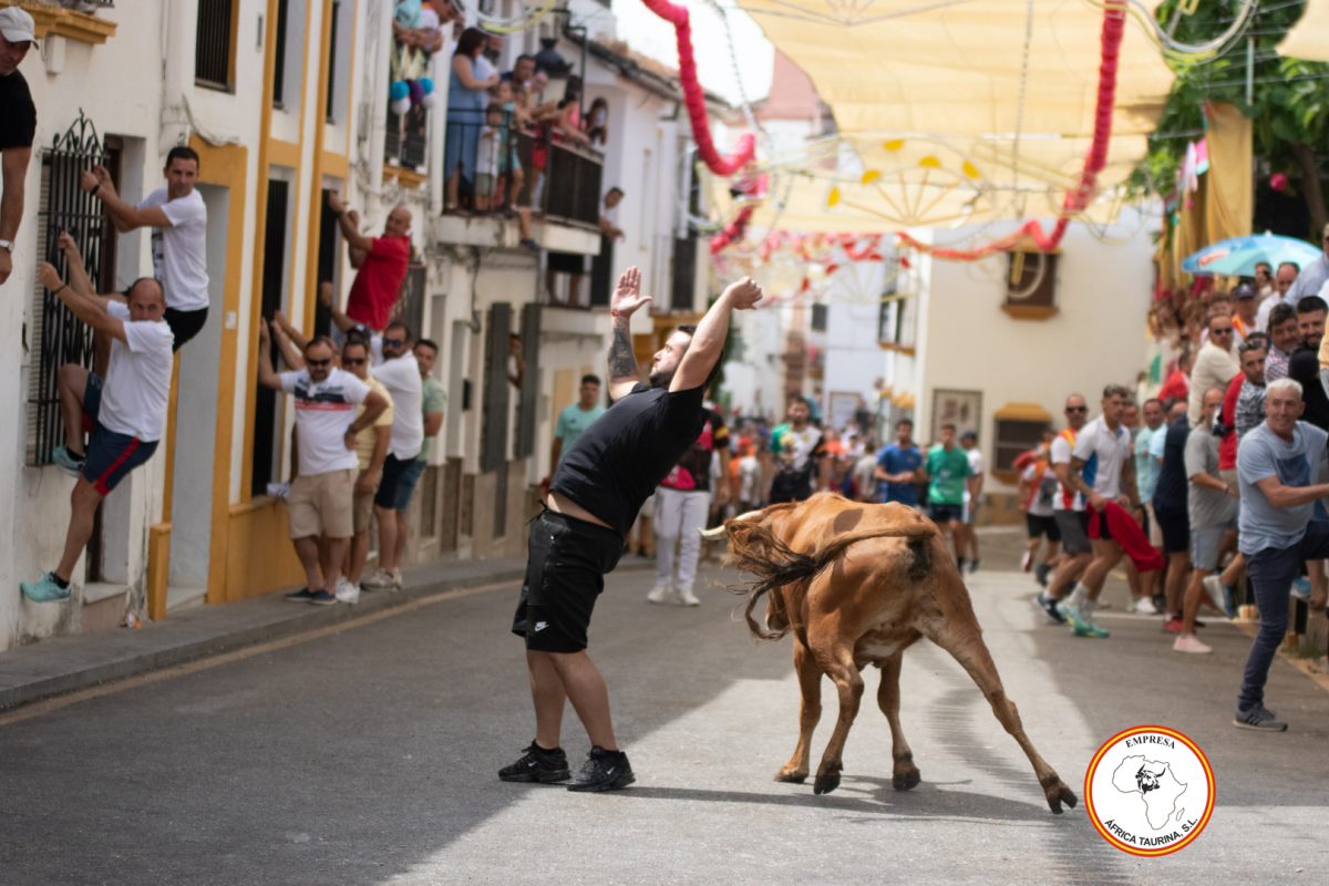 Suelta-de-vacas-Domingo-feria-de-Cortes-3