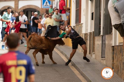 Suelta-de-vacas-Domingo-feria-de-Cortes-11