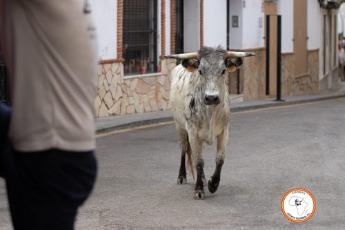 Suelta-de-vacas-Domingo-feria-de-Cortes-24