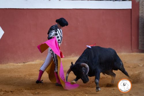 Novillada-sin-caballos-feria-de-Cortes-29