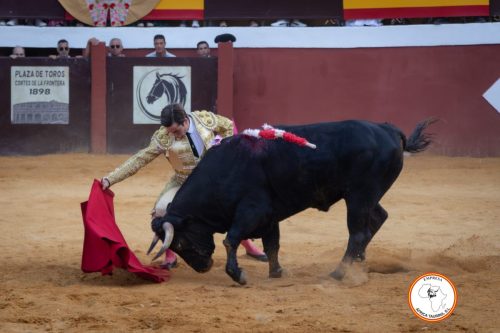 Novillada-sin-caballos-feria-de-Cortes-47