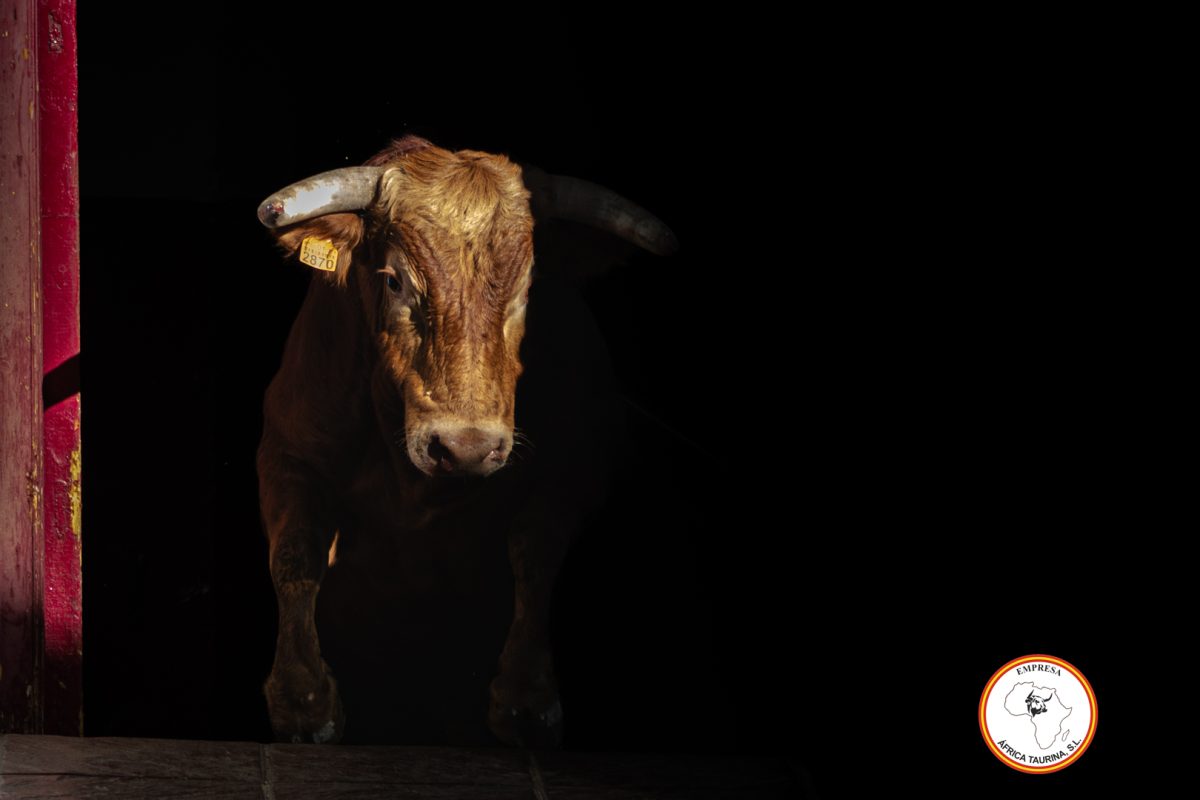 Toro-del-Alcornocal-2024-15