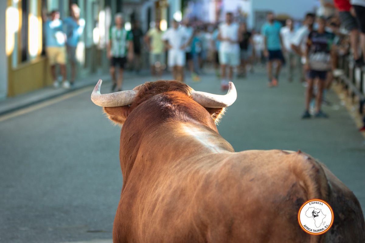 Toro-del-Alcornocal-2024-16