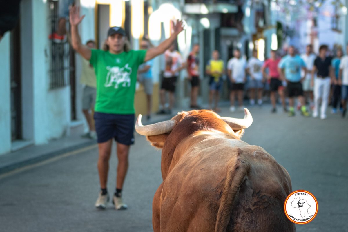 Toro-del-Alcornocal-2024-20
