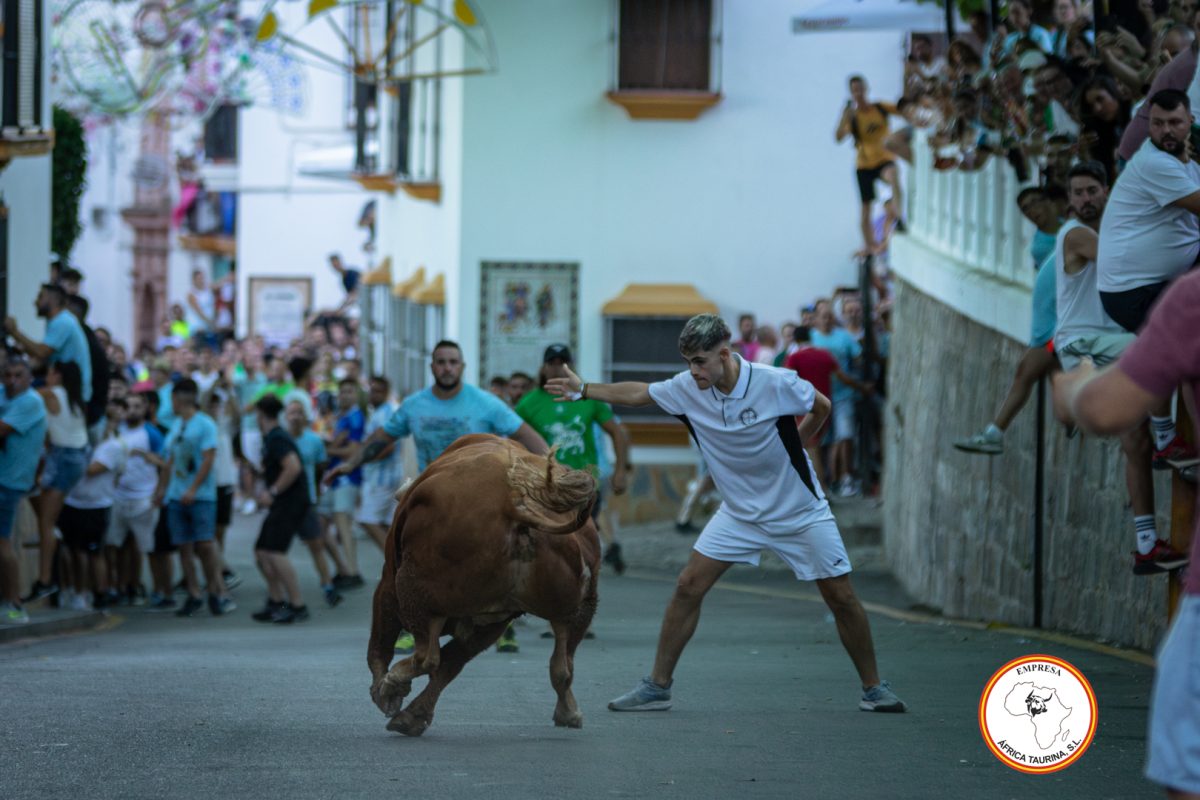 Toro-del-Alcornocal-2024-21