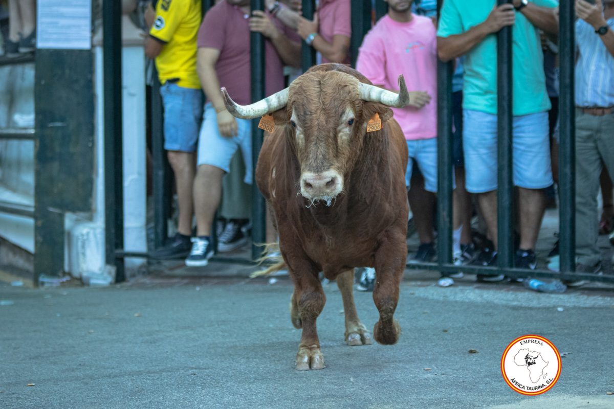 Toro-del-Alcornocal-2024-22