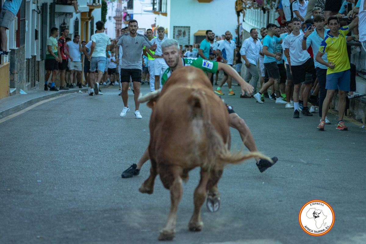 Toro-del-Alcornocal-2024-24