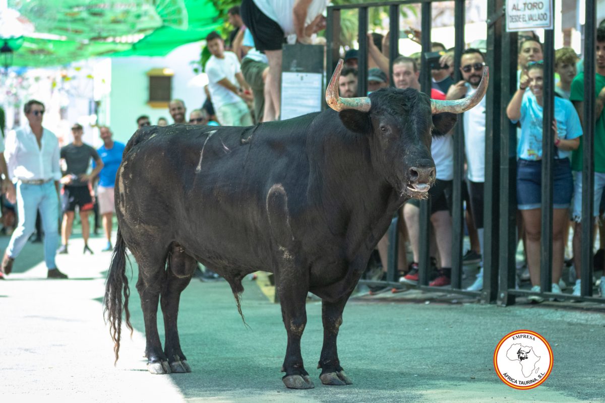 Toro-del-Alcornocal-2024-4