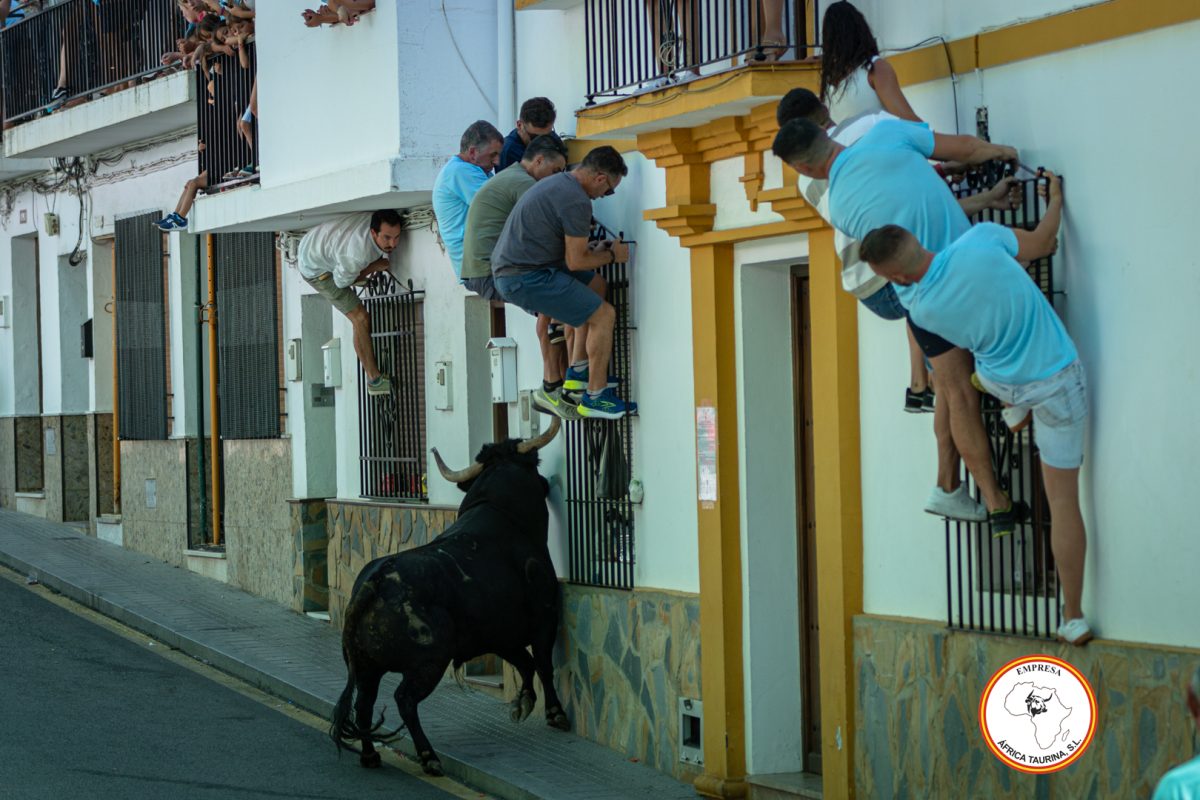 Toro-del-Alcornocal-2024-8