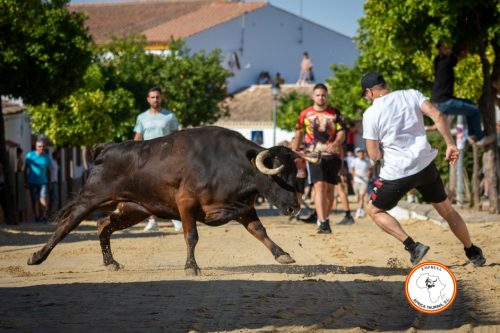 Torrecera-1-vaca-1